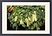 Framed Prints of Kf-11743 Macadamia Nut Flowers from Ardea Wildlife Pets