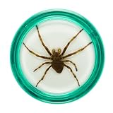 Razor Pocket Pros Yo-Yo Creeper Spider Teal