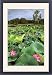 Framed Prints of JPF-13893 Yellow Water, paperbark swamp with Lotus lilies (Nelumbo nucifera) from Ardea Wildlife Pets