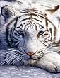 Bridge Score Pad - White Tiger - 50pages - 3.5 x 5.5 - Pack of 3