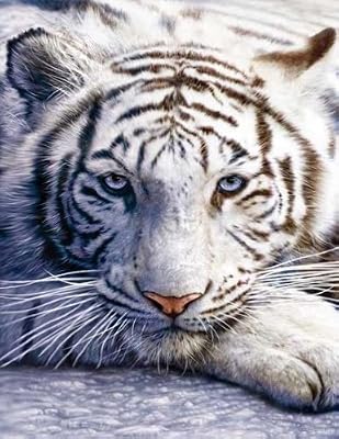 Bridge Score Pad - White Tiger - 50pages - 3.5 x 5.5 - Pack of 3