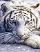 Bridge Score Pad - White Tiger - 50pages - 3.5 x 5.5 - Pack of 3