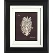 Coral on Branch B Wall Art - 16x20"