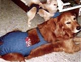 Joybies Durable Denim Piddle Pants(tm) for XXX Slender Large Female Dog (Measuring 26-28 From Collar to Base of Tail)