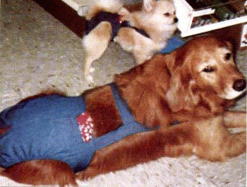 Joybies Durable Denim Piddle Pants(tm) for X Large Female Dog (Measuring 19-22 from Collar to Base of Tail)