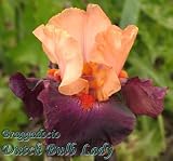 Tall Bearded Iris *Broggadocio*