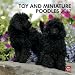 Poodles, Toy And Miniature 2012 Square 12X12 Calendar