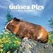 Guinea Pigs 2010 Wall Calendar