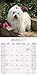 Maltese Calendar - Only Dog Breed Maltese Calendar - 2016 Wall calendars - Dog Calendars - Monthly Wall Calendar by Avonside