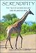 SERENDIPITY: The Tale of an English Lady and an African Man at Amazon: 51BidxP2piL._SL75_