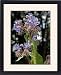 Framed Prints of Borage in flower from Ros Drinkwater