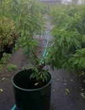 Golden Prolific Genetic Dwarf Nectarine Tree, 7 Gallon Container
