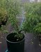 Golden Prolific Genetic Dwarf Nectarine Tree, 7 Gallon Container