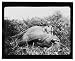 Historic Print (L): [Theodore Roosevelt, three-quarter length portrait, standing next...