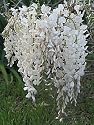 White Chinese Wisteria Vine 5 Seeds