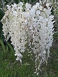 White Chinese Wisteria Vine 5 Seeds
