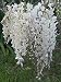 White Chinese Wisteria Vine 5 Seeds - FREE SHIPPING ON ADDITIONAL HIRTS SEEDS