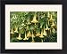 Framed Prints of Brugmansia / Angel Trumpet from Ardea Wildlife Pets