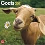 Goats 2011 Square 12X12 Wall Calendar
