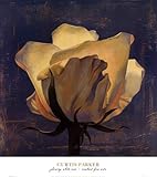 IMAGE OF Glowing White Rose HIGH QUALITY CANVAS Print With Light Added BRUSHSTROKES Curtis Parker 24x27