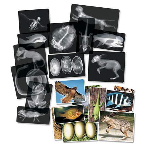 Roylco R5910 Animal X-Ray Set, 8" x 10" Size