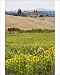 Photographic Prints of Field of sunflowers in the Tuscan landscape, Tuscany, Italy, Europe from Robert Harding
