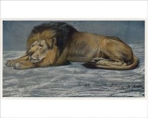 Reclining Lion Photographic Prints