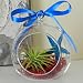Air Plant Tillandsia Blue Starfish Glass Hanging Terrarium Beautiful Houseplant By Hinterland Trading