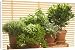 Canvas Prints of LA-2330 Herb - being grown in pots, Thyme, Basil, Parsley, Sage, Bay Leaf from Ardea Wildlife Pets
