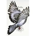 Pigeon (Paperback)
