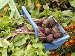 Home Grown Organic Beetroot, 'Detroit' in Blue Wooden Trug Beside Vegeteble Plot, Norfolk, UK Photographic Poster Print by Gary Smith, 12x16
