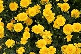 300 Stems of Yellow Carnations