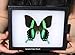 Framed Purple Spotted Swallowtail Butterfly Riker Mount (5