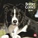 Border Collies 2010 Square Wall (Multilingual Edition)