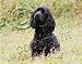 cocker_spaniel9cocker spaniel - Cocker Spaniel Black Mouse Pad