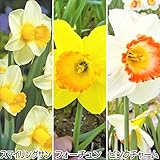 国華園　球根　水仙　おすすめ！カップ咲水仙セット　3種15球