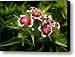 Dianthus barbatus Canvas Print / Canvas Art - Artist Barbara Lee White