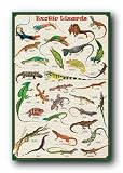 EXOTIC LIZARDS REFERENCE CHART ART POSTER NEW 77040