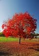 Keith Davey Chinese Pistache Tree Potted -- 12 by 12 Inch Container