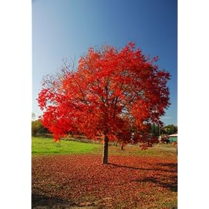 Keith Davey Chinese Pistache Tree Potted Five Gallon by 