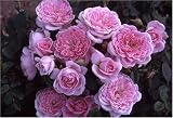Review World of Roses  / Lady Love