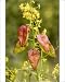Photographic Prints of Golden rain tree or Pride-of-India flowers and fruits from Ardea Wildlife Pets