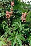 Pink Carmencita Castor Bean 5 Seeds -Ricinus carmencita - FREE SHIPPING ON ADDITIONAL HIRTS GARDENS SEEDS
