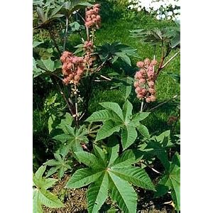 Ricinus+carmencita