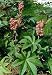 Pink Carmencita Castor Bean 5 Seeds