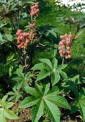 Kitchen: Pink Carmencita Castor Bean 5 Seeds  Ricinus carmencita