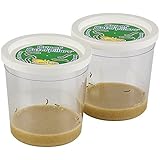 Insect Lore Two Live Cups of Caterpillars
