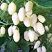 Extrem scharfes, wei�es Chili - Habanero wei� - weiss - Habanero white - 10 Samen