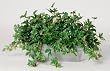 Artificial Maple Ivy Ledge Plant Zinc Cont.