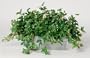 Artificial Maple Ivy Ledge Plant Zinc Cont.